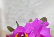 Exposição e Feira de Orquídeas no ViaCatarina neste final de semana