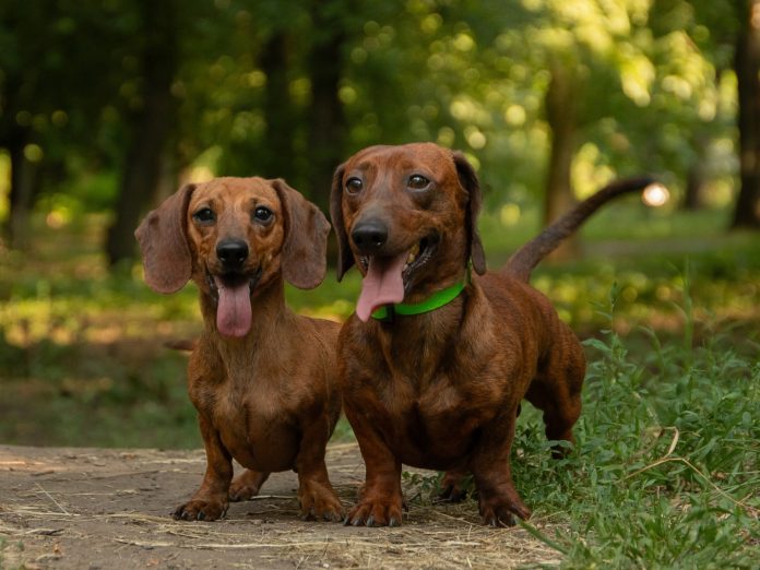 Dois cães dachshund de pelo curto marrom-avermelhado, de língua para fora, lado a lado em uma trilha de terra cercada de árvores