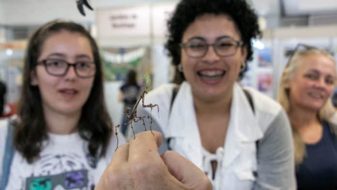 Visitantes observam um inseto bicho-pau em estande da Feira de Ciências da Sepex 2025, na UFSC