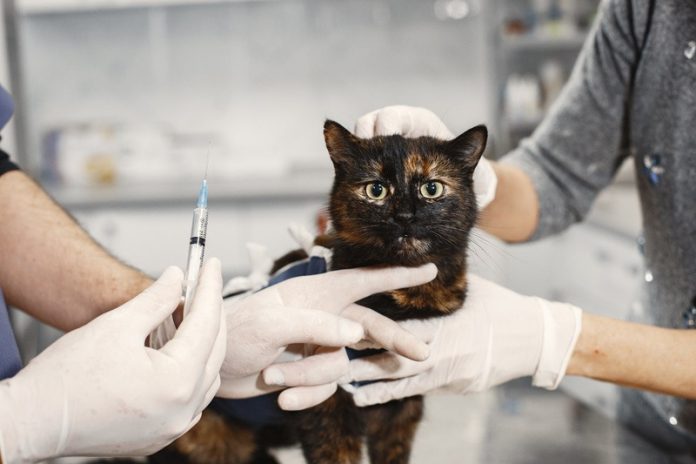 Gato de pelagem escura e caramelo é segurado por mãos com luvas brancas enquanto recebe aplicação de vacina com seringa em clínica veterinária